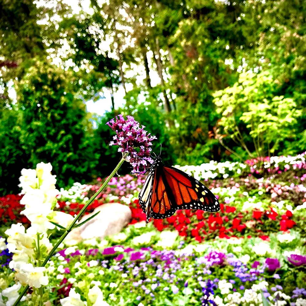 Meet your Posher, Dawn